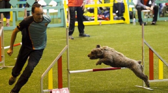 La Asociación Madrileña de Veterinarios de Animales de Compañía en 100x100 Mascota