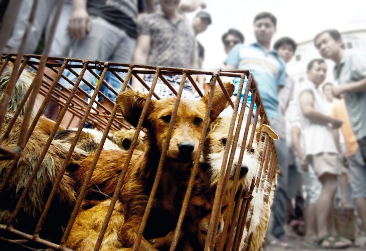 Barbarie. Cada 365 días 10 millones de perros son sacrificados por su carne y su piel en China