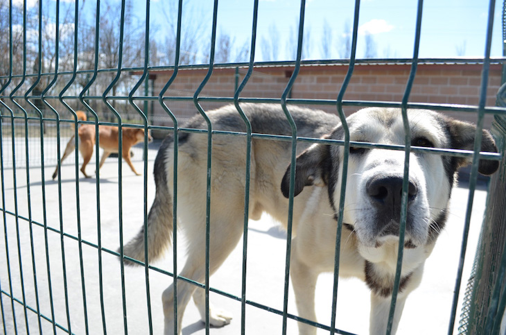 El alcalde de Valencia ‘manipula’ información sobre protectoras de animales