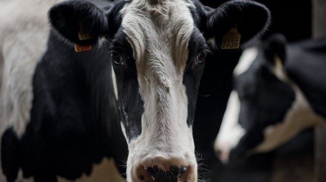 Tecnología verde para medir las emisiones de metano de las vacas en el aire exhalado en la eructación