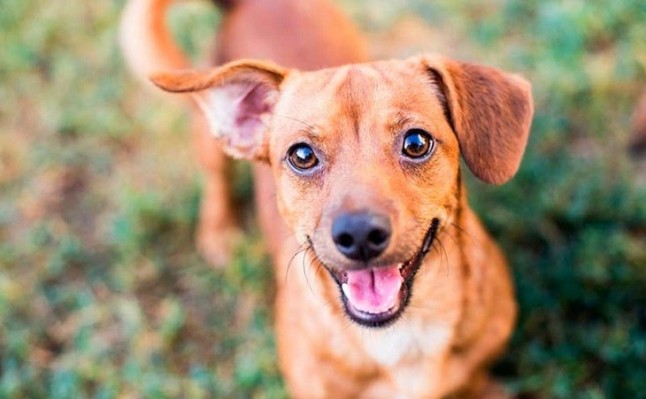 Tres de cada siete perros de los hogares españoles no son de raza