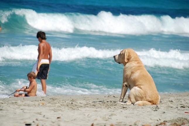 El día 1 abre la playa para perros de Pinedo (Valencia)