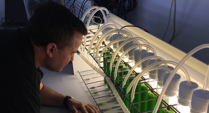 Tecnología verde para convertir una microalga cultivada en aguas residuales de la industria cervecera en ‘fertilizante’