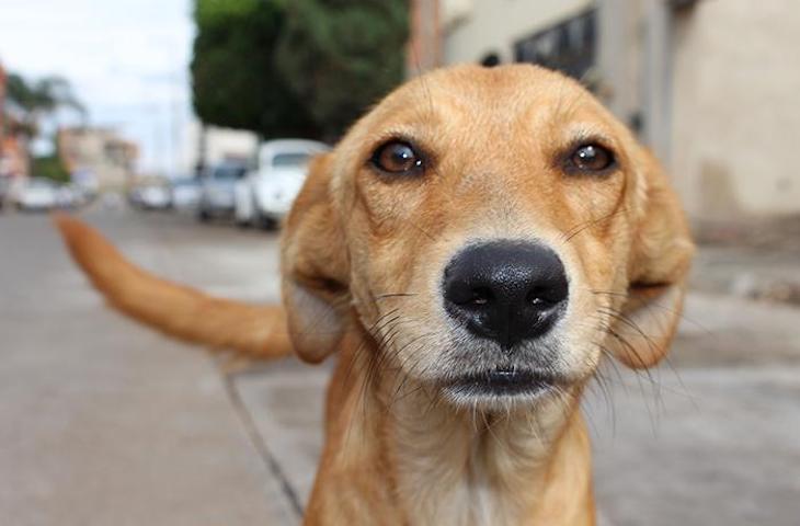 El Gobierno ‘progresista’ de España deja solo a los animales en los procedimientos judiciales