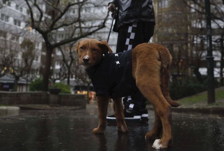 Alcañiz prohíbe pasear perros lejos del domicilio habitual