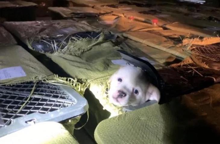 China ‘embala’ cachorros de perro