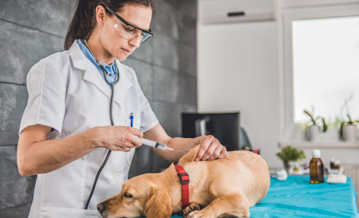 Condenado por amputar las orejas sin anestesia ni asistencia veterinaria a más de 150 perros