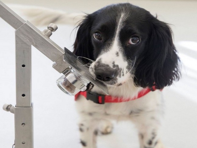 Perros rastreadores podrían detectar la malaria en las personas