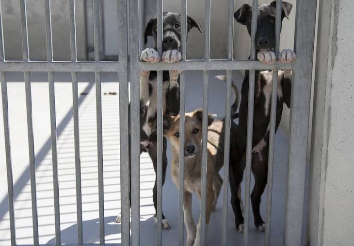 El centro de protección animal de la DPZ atiende a 164 perros recogidos en la provincia durante el pasado año