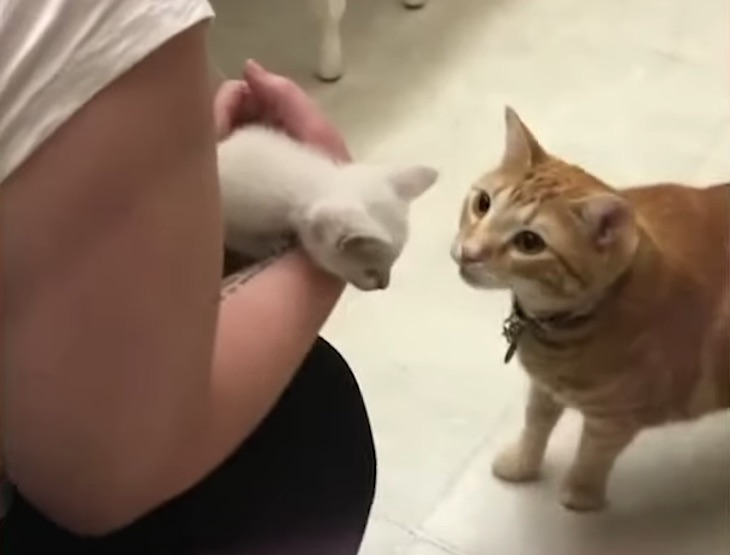 Gato conoce a un gatito (video