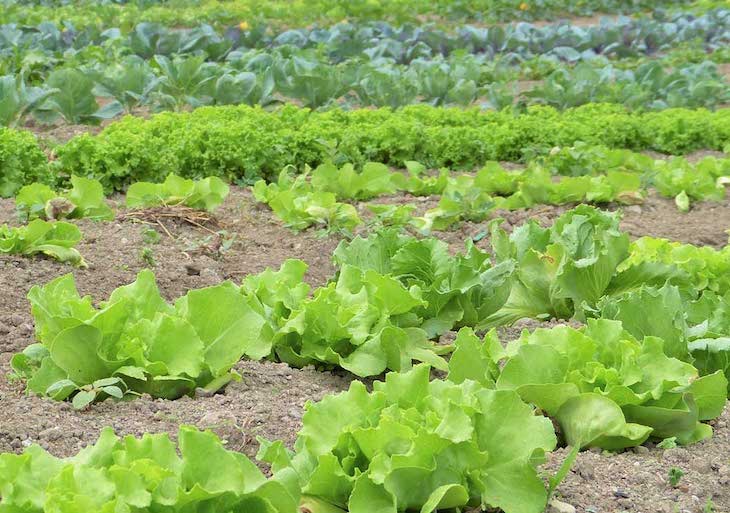 Fondos para la agricultura ecológica de Castilla – La Mancha