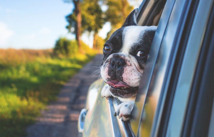 Muchos españoles que viaja con animales en el coche lo hace sin ningún sistema de seguridad
