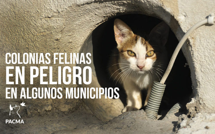 Colonias felinas ‘famélicas’