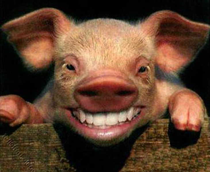 La revista ‘The Ecologist’ ya aviso hace 20 años de posibles pandemias