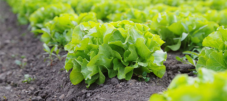 Baleares invertirá más de 3 millones para fomentar de la agricultura ecológica