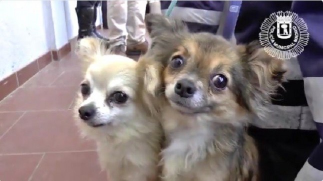 Rescatan a dos perros abandonados en un domicilio madrileño