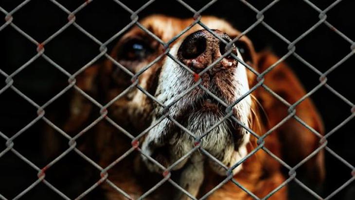 Hay que endurecer las penas por maltrato animal