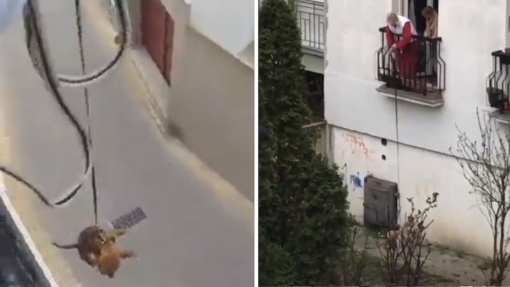 A quién se le ocurre descolgar a los perros desde el balcón para pasearlos