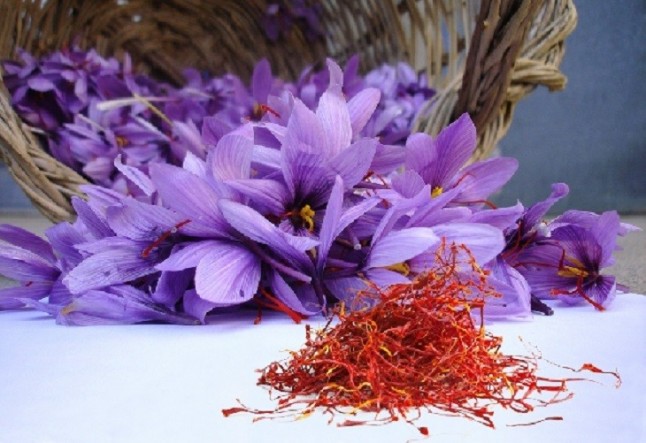 El extracto de azafrán mano de santo para la depresión en adolescentes