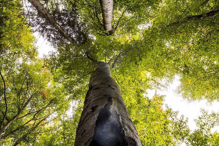Adolfo Domínguez propone una moda sostenible con su nueva campaña ‘Vístete de bosque’