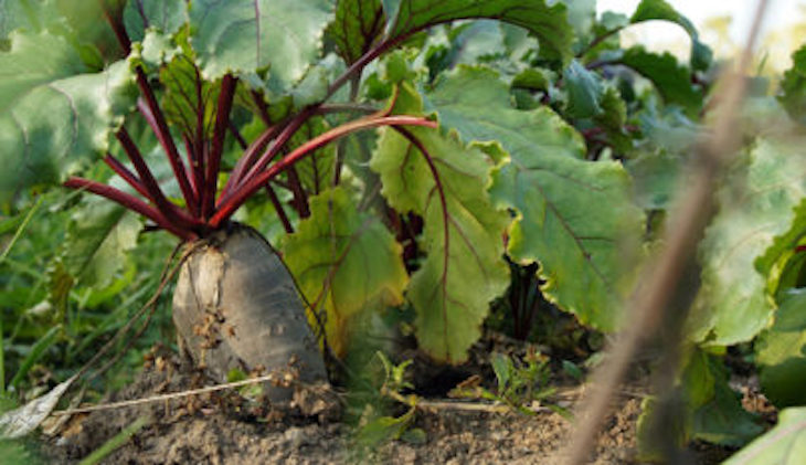 Tecnología verde para producir a partir de residuos de remolacha azucarera un elemento que sustituye al plástico