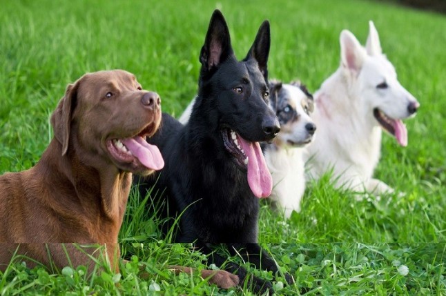 El Registro de Animales de Compañía de Andalucía incorporó más de 200.000 nuevas mascotas en 2017