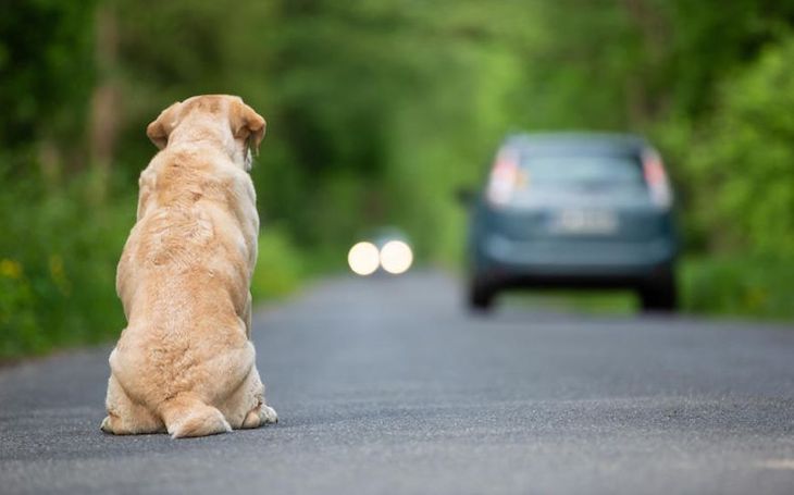 Animales de compañía