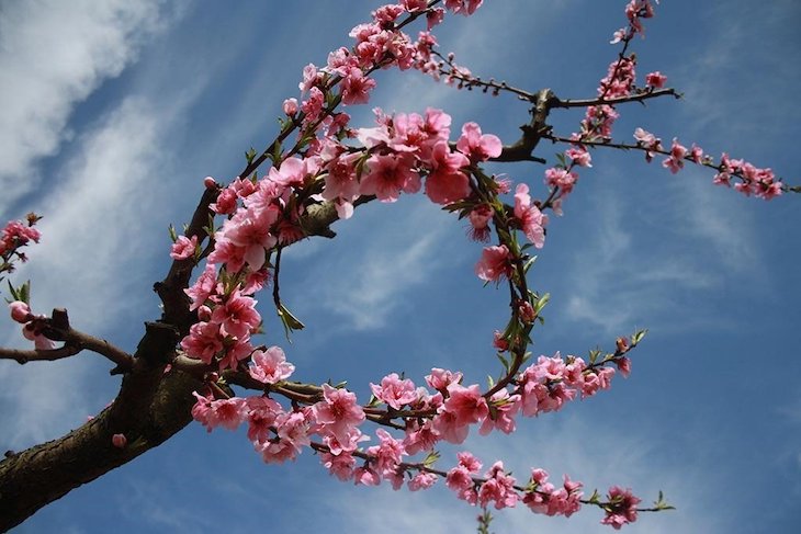 Valdelacalzada en Flor ofrece rutas senderistas o cicloturistas
