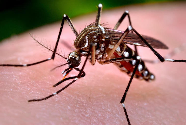 Cómo prevenir las picaduras de mosquitos de manera ecológica