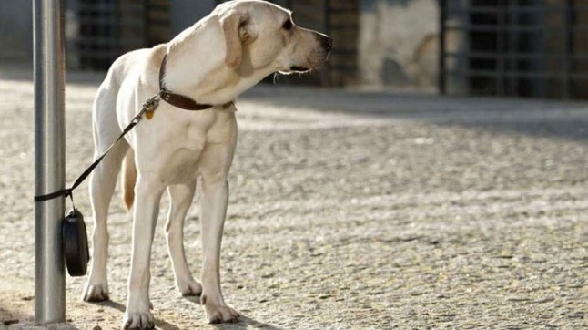 En Semana Santa se dispara el abandono de mascotas