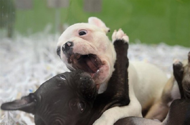 El Registro de Animales de Compañía incorporó más de 18.000 mascotas en la provincia de Jaén en 2017