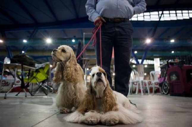 Arion renueva su colaboración con el salón Mi Mascota y realizará actividades familiares junto a animales