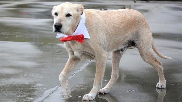 Perros y el maltrato animal ‘recurrente’