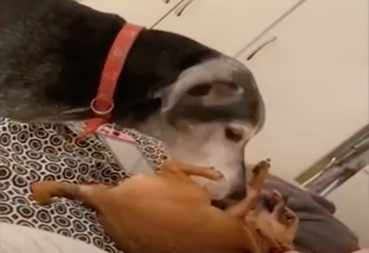 Un anciano gran danés es el mejor amigo de un chihuahua