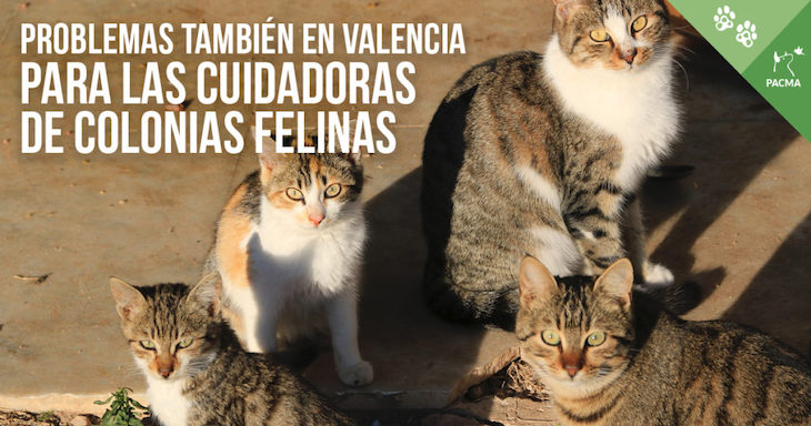 Amenazas de multa y restricciones abusivas a las cuidadoras de colonias felinas en Valencia