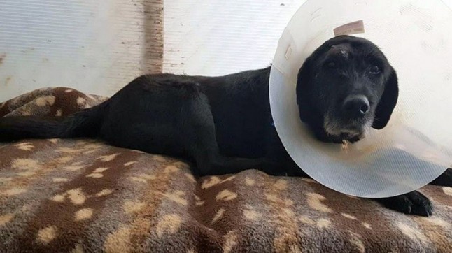 Buscan familia de acogida para un perro herido de un disparo en Oviedo