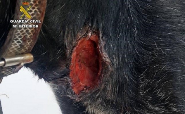 Abandona en las inmediaciones de una gasolinera en Librilla a su perra con heridas graves