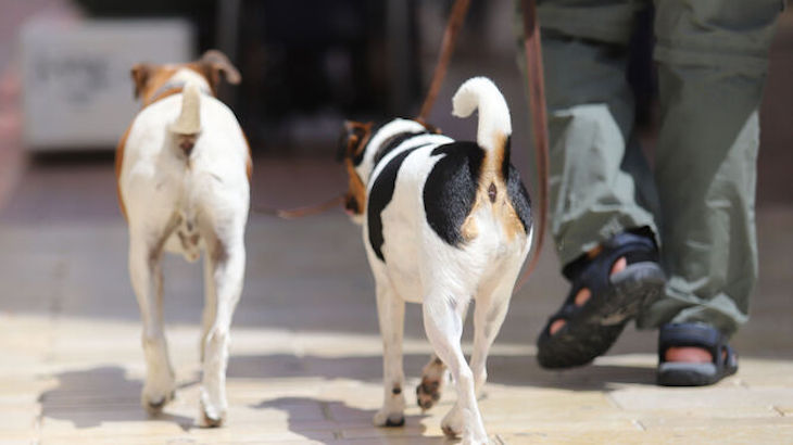 Huelva alberga a más de 200.000 animales de compañía