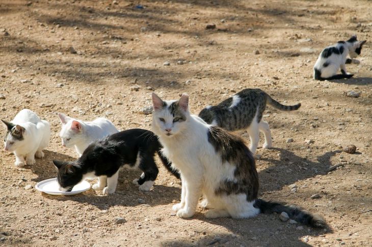 Gestión de colonias de gatos