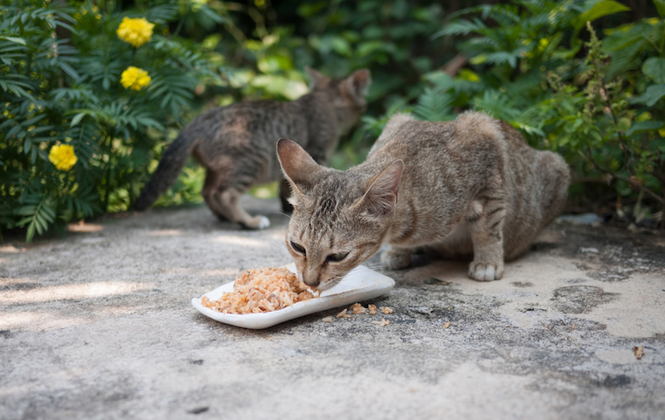 Qué pasa con las colonias de gatos de Cádiz