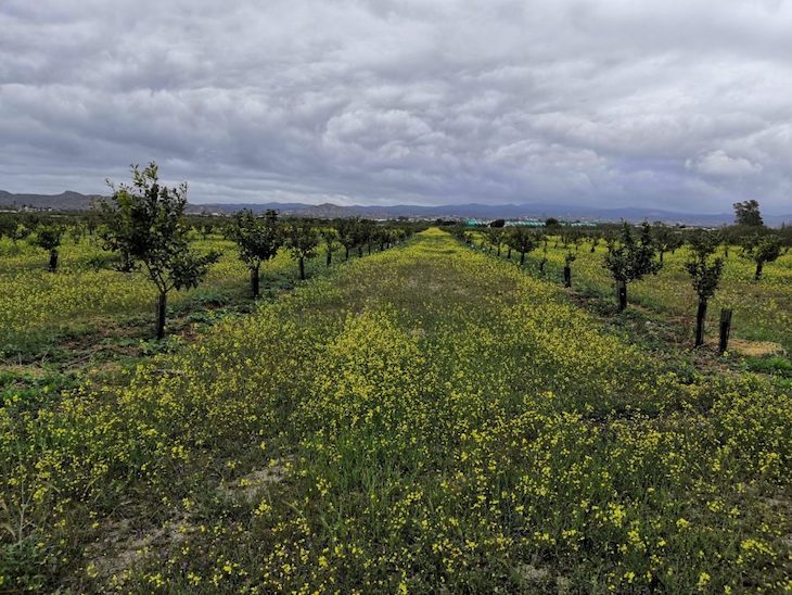Asociación EcoCampo
