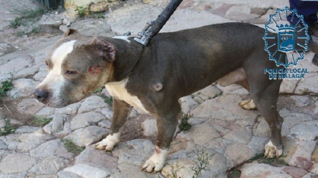 Denunciado un centro ecuestre en Málaga por albergar perros y aves sin permiso y en malas condiciones