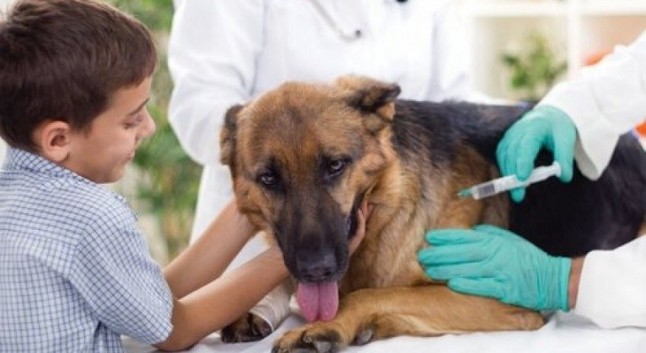 Ceuta financiará la vacunación antirrábica gratuita y obligatoria por la cercanía de Marruecos