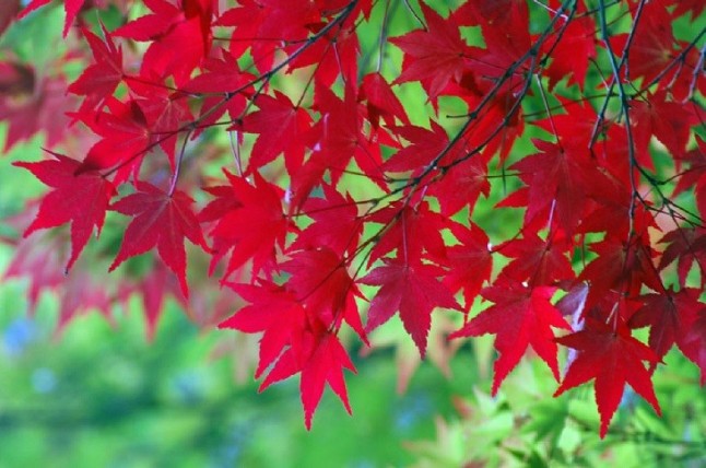 El extracto de las hojas de árbol de arce puede prevenir las arrugas de la piel