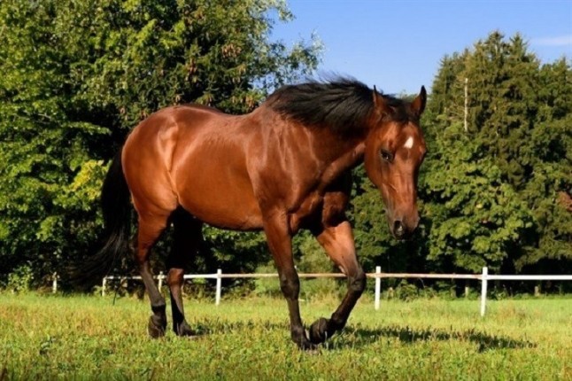 Castilla y León regula un Sistema de Identificación y Registro de Équidos