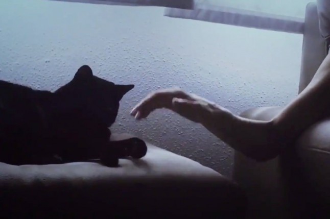 Un gato se queda quieto para que su dueña con Párkinson pueda acariciarle