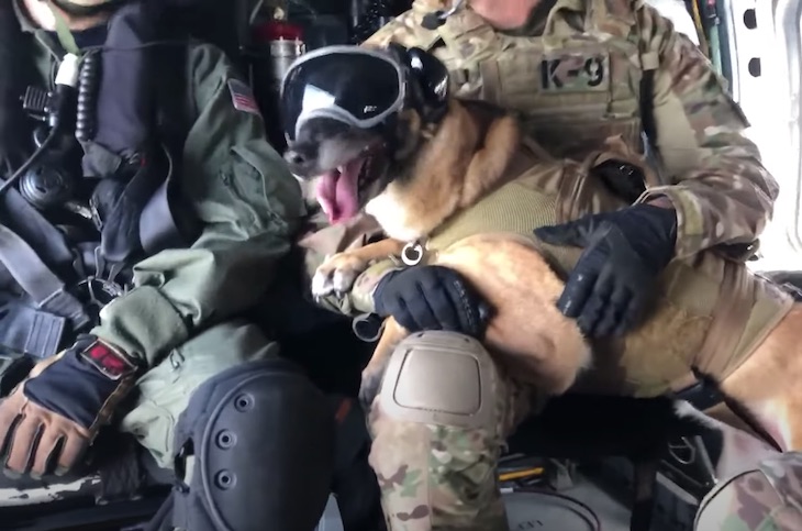 Perros en el ejército (video)