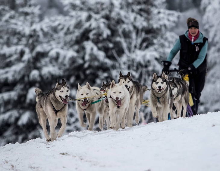 Los perros de trineo aparecieron hace 9.500 años en Siberia