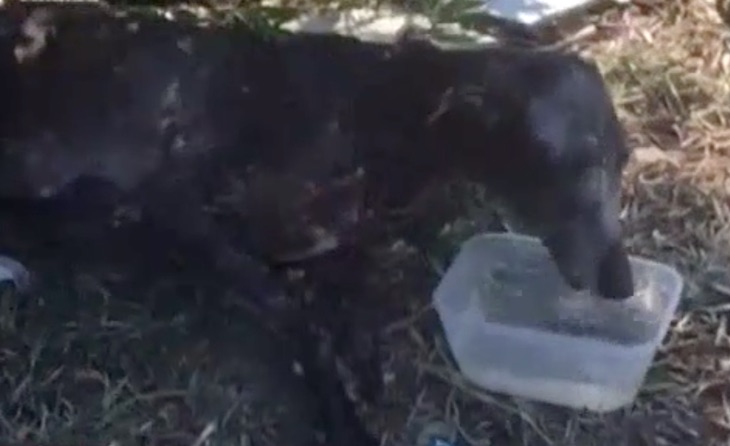 Intentan ahorcar y matar a golpes y patadas a un galgo en Getafe