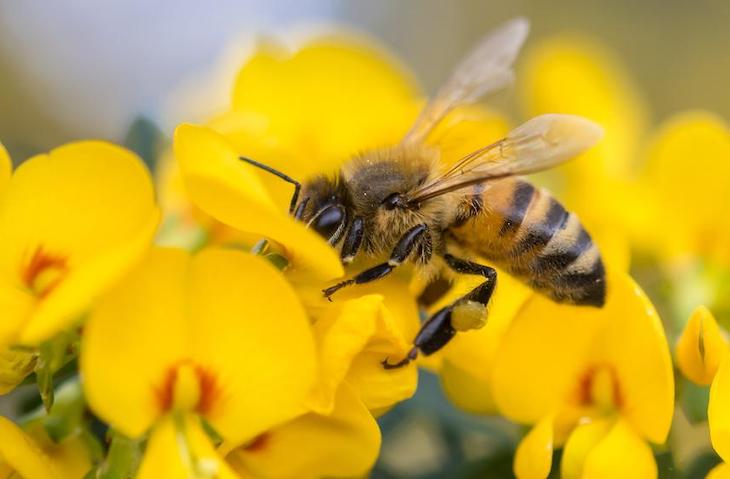 Tecnología verde para proteger a las abejas de plagas y patógenos